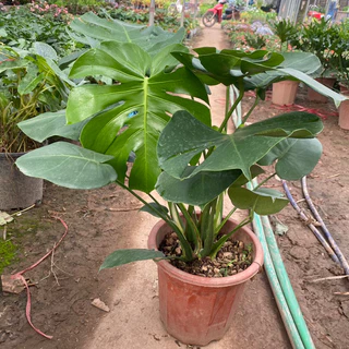 Cây trầu bà Monstera (Trầu bà lá xẻ ) xanh tốt quanh năm (Ảnh Thật)