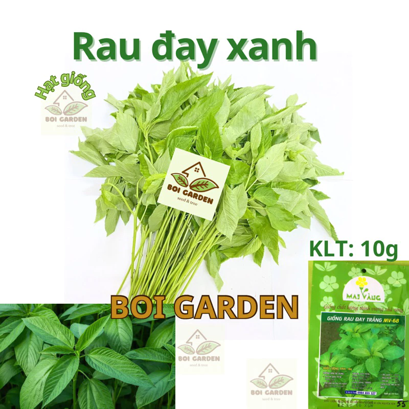 Hạt giống Rau đay xanh trắng (160)