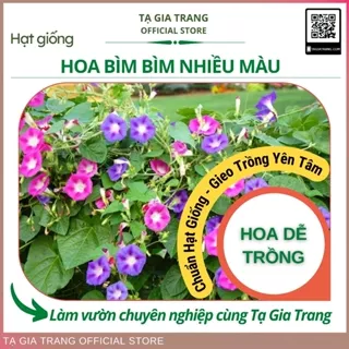 Hạt giống hoa bìm bìm nhiều màu