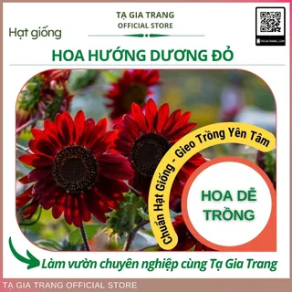 Hạt giống hoa hướng dương đỏ