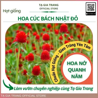 Hạt giống cúc bách nhật đỏ