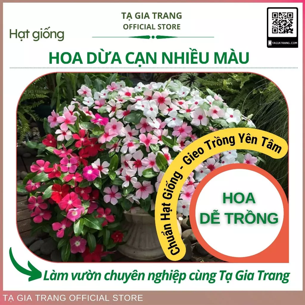 Hạt giống hoa dừa cạn các loại, đẹp, dễ trồng