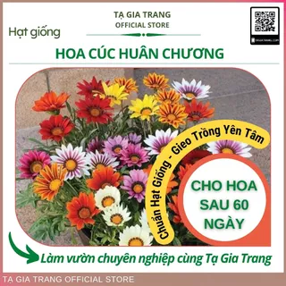 Hạt giống hoa cúc huân chương