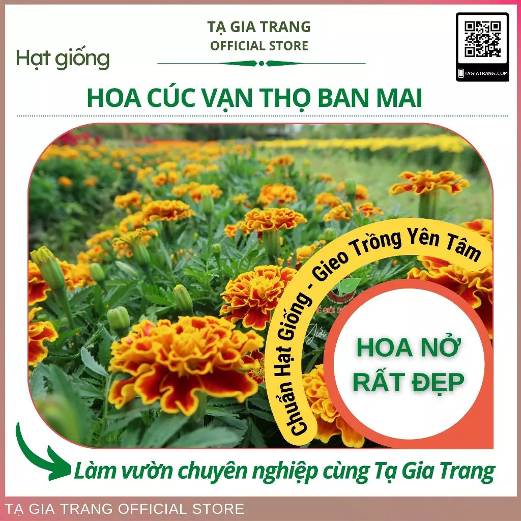 Hạt giống cúc vạn thọ ban mai