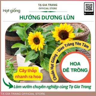 Hạt giống hướng dương lùn