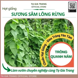 Hạt giống sương sâm lông rừng