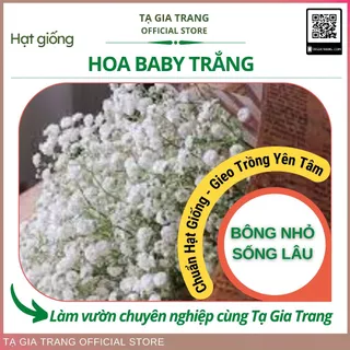 Hạt giống hoa baby trắng