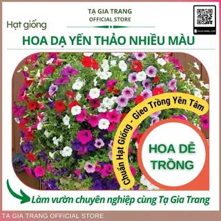 Hạt giống hoa dạ yến thảo nhiều màu (có nhiều màu khi ra hoa)