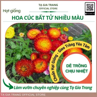 Hạt giống hoa cúc bất tử