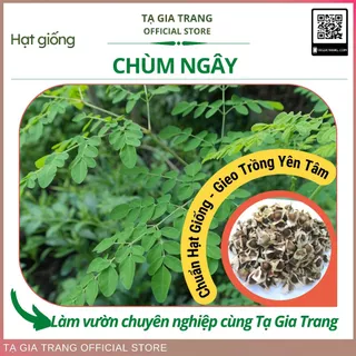 Hạt giống chùm ngây (cây dùi trống, cải ngựa, ba đậu dại)