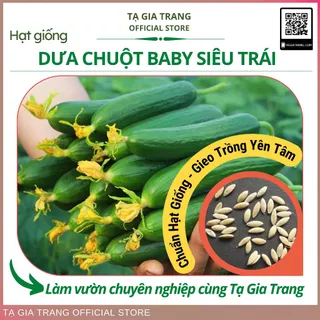 Hạt giống dưa chuột baby siêu trái dễ trồng