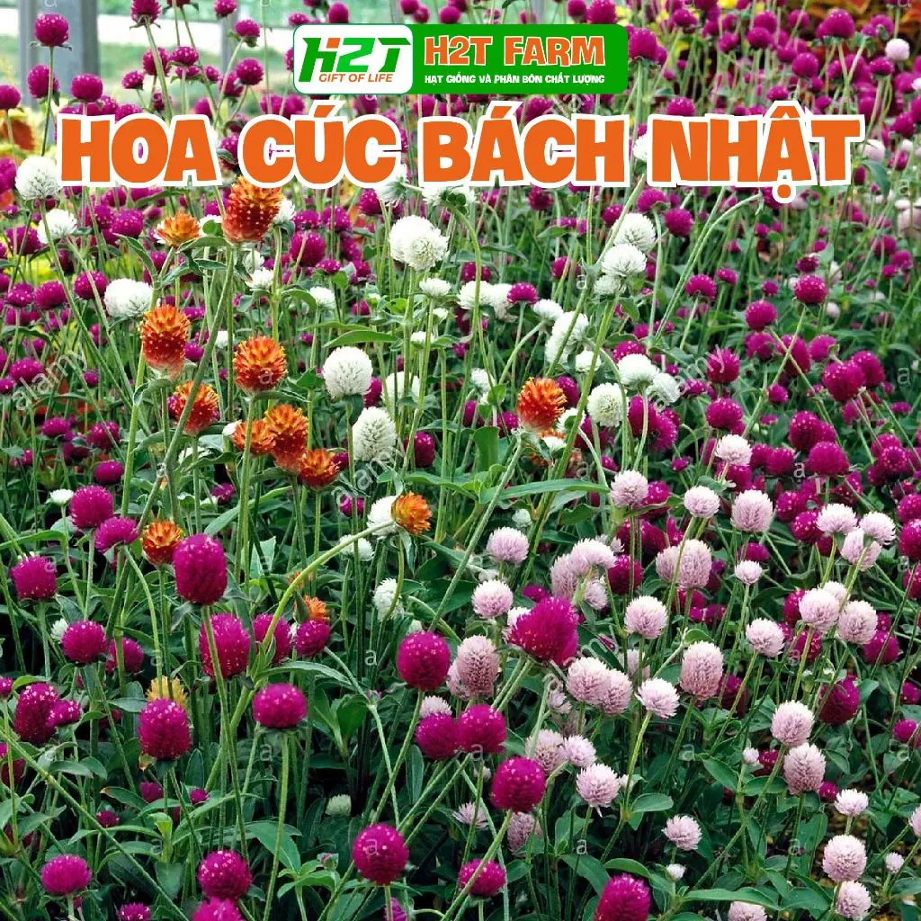 Hạt giống Hoa Cúc Bách Nhật nhiều màu trồng quanh năm, cây sinh trưởng khỏe (gói 0,1 gr) - Hạt giống Rạng Đông