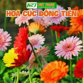 Hạt giống Hoa Cúc Đồng Tiền Nhiều Màu Gói 10 Hạt