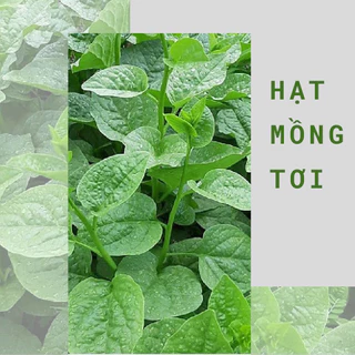 Hạt mùng tơi ( mồng tơi ) xanh lá to cao sản