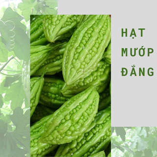 Hạt giống mướp đắng ( khổ qua) cao sản F1