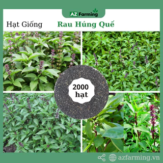 Hạt Giống Rau Húng Quế (Rau Quế) - Gói 2000 Hạt - AZ Farming