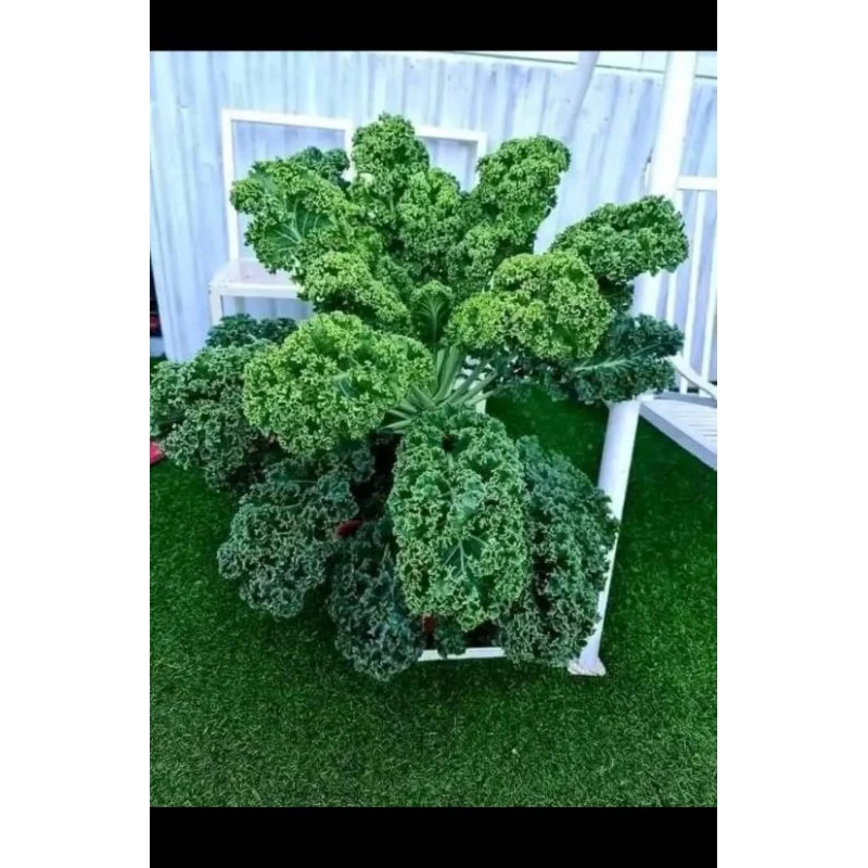 Hạt giống cải Kale xanh