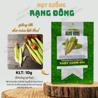 Hạt giống Ngô Bao Tử (Ngô Râu) Baby Corn 444 (10g~50 hạt) trái nhiều, giàu dinh dưỡng - Hạt giống Rạng Đông