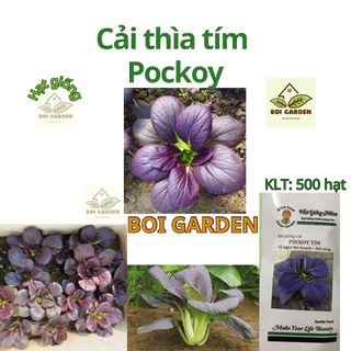 HẠT GIỐNG CẢI THÌA TÍM POCKOY (151)