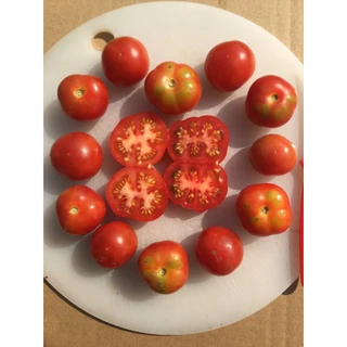 (01/2024) Hạt giống cà chua múi cổ trái nhỏ nảy mầm 99%