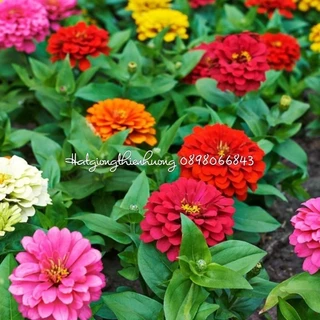 (7g) 500 Hạt Giống hoa cúc lá nhám nhiều màu. nãy mầm tốt gieo vuờn, khu du lịch