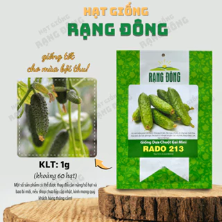 Hạt giống Dưa Chuột Gai Mini Rado 213 (1g~60 hạt) chùm siêu trái, chịu nhiệt tốt, trồng quanh năm - Hạt giống Rạng Đông