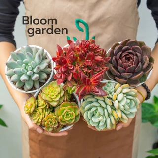 Combo 05 sen đá size trung (9 - 12cm) - Đủ chủng loại - Hàng Đà Lạt - dễ trồng cho người mới | Bloom Garden