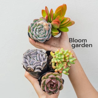 Combo 5 sen đá size bầu (5-8cm) - mix nhiều cây - siêu dễ trồng cho người mới | Bloom Garden
