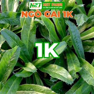 [DEAL 1K] Hạt Giống Mùi Tàu/ Ngò Gai Dễ Trồng 5gr (gói chiết nhỏ) - h2t farm