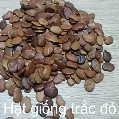 10gram hạt giống trắc đỏ trồng rừng