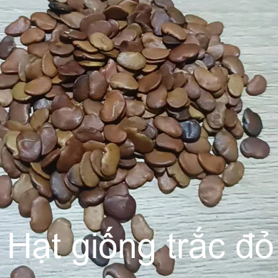 5gram hạt giống trắc đỏ