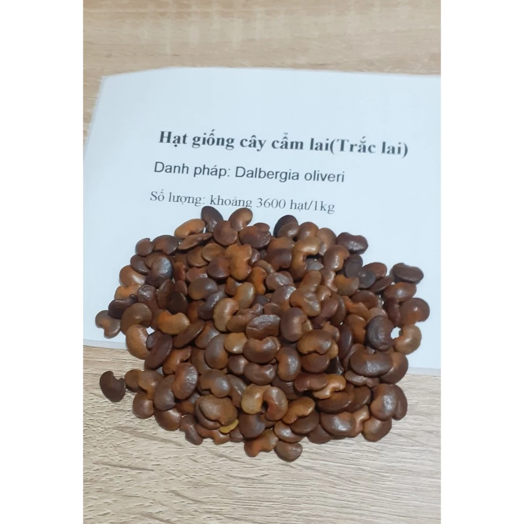 100gram hạt giống cẩm lai