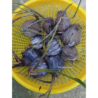 Trái Dừa Nước Khô cao 60cm, trồng thủy sinh, bờ kênh chống sạt lỡ