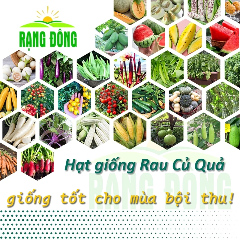 Hạt giống Hoa - Hạt giống Rau Củ Quả trồng chậu nảy mầm tốt, dễ chăm sóc, năng suất cao - Hạt giống Rạng Đông