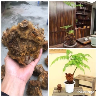 củ culi dương xỉ chơi cảnh bonsai