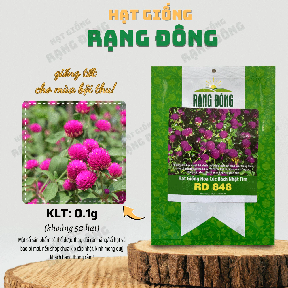 Hạt giống Hoa Cúc Bách Nhật Tím Rd 848 (0,1g~50 hạt) trồng quanh năm, hoa ra liên tục, nảy mầm cao - Hạt giống Rạng Đông