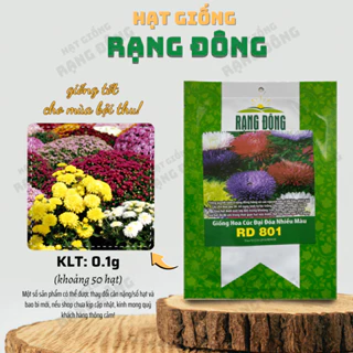 Hạt giống Hoa Cúc Đại Đóa Nhiều Màu Rd 801 (0,1g~50 hạt) thân cao 60-70cm, trồng quanh năm - Hạt giống Rạng Đông