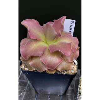 cỏ bơ wesser , pinguicula wesser