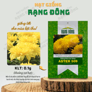 Hạt giống Hoa Cúc Vàng Aster 509 (0,1g~110 hạt) thân cao 70-90cm, dễ trồng, thích hợp trồng tết - Hạt giống Rạng Đông