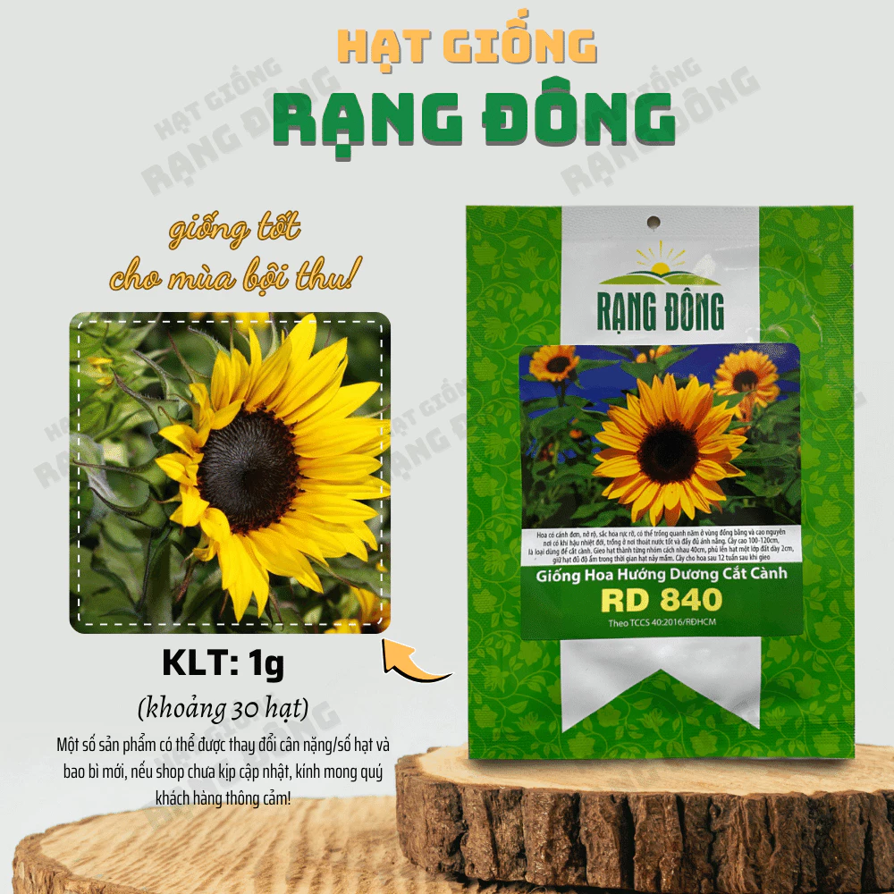 Hạt giống Hoa Hướng Dương Cắt Cành Rd 840 (1g~30 hạt) bông to, nhụy đen, cánh đơn, cao 100-120cm - Hạt giống Rạng Đông