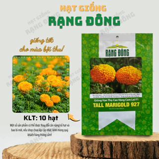 Hạt giống Vạn Thọ Cao Vàng Cam Lai F1 Tall Marigold 927 (10 hạt) cây CAO 80-100cm, hoa to - Hạt giống Rạng Đông