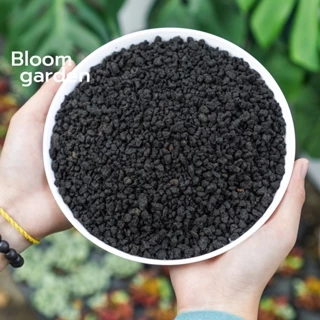 (1kg) Đá Lava đen- Nham Thạch Đen nhập Indo  - Rải mặt, trộn đất trồng sen đá - Hồ cá - Kiểng lá - Bonsai | Bloom Garden