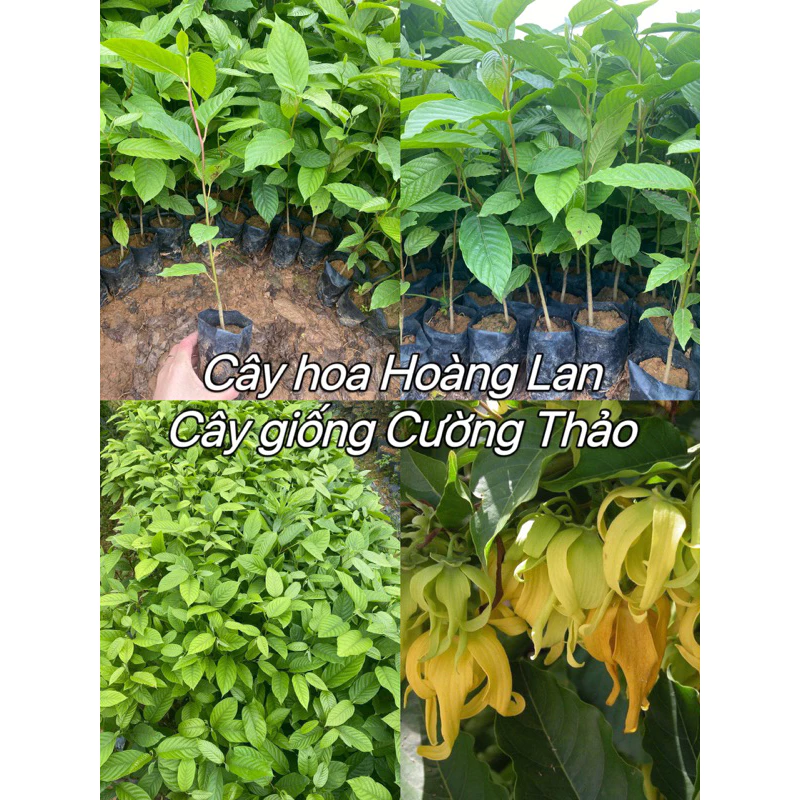 Cây giống hoa Hoàng Lan, Ylang công chúa (mua 10 tặng 1)