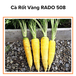 Hạt giống cà rốt vàng-hạt giống RADO 508