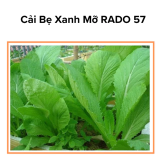 Hạt Giống Cải bẹ Xanh Mỡ Năng Suất Cao (20g~2.000 hạt), Hạt Giống RADO 57