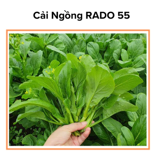 Hạt Giống Cải Ngồng- Cải Ngọt Ăn Bông Chịu Nhiệt RADO 55