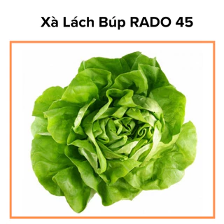 Hạt Giống Xà Lách Búp RADO45