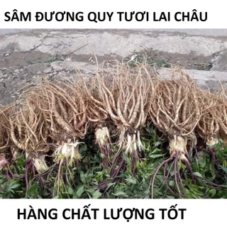 1 kg sâm đương quy tươi - có vị ngọt cay tính ấm hàng loại 1