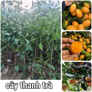 CÂY GIỐNG THANH TRÀ HÀNG CHIẾT CÀNH CHO QUẢ SỚM (tặng kèm phân bón)