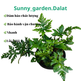 Chậu cứng Snowflakes fern - Dương xỉ hoa tuyết, dương xỉ sao băng